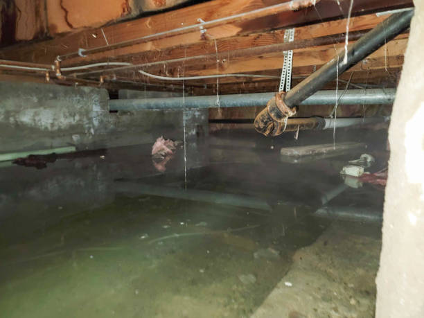Best Flood restoration services  in Royston, GA